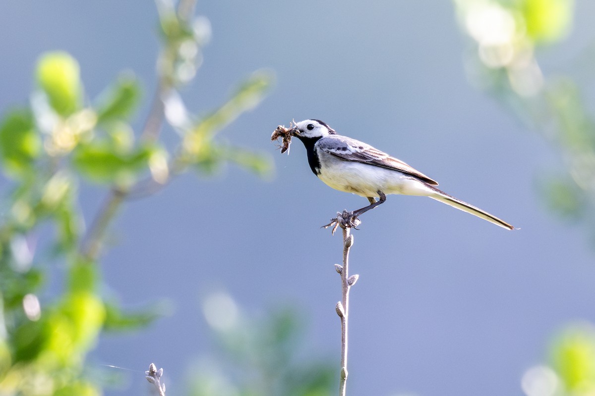 White Wagtail - ML637313207