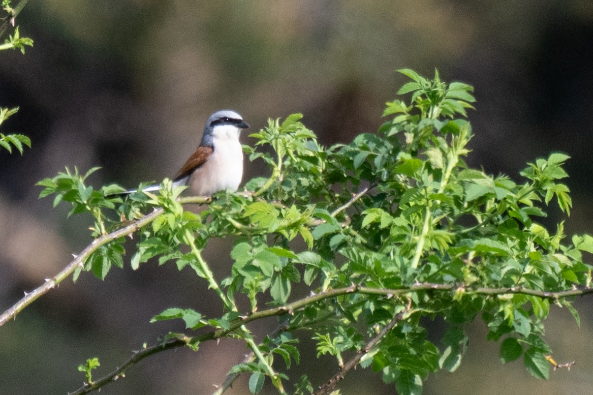 Red-backed Shrike - ML637313224