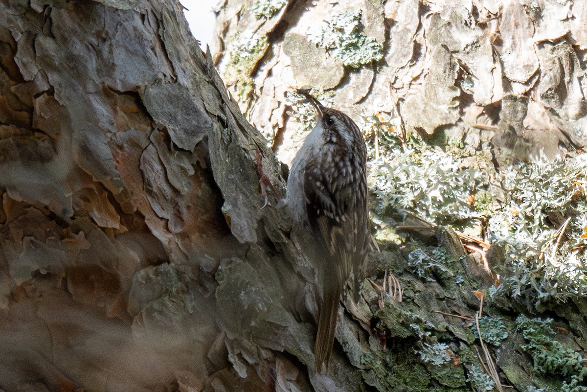 Short-toed Treecreeper - ML637313232