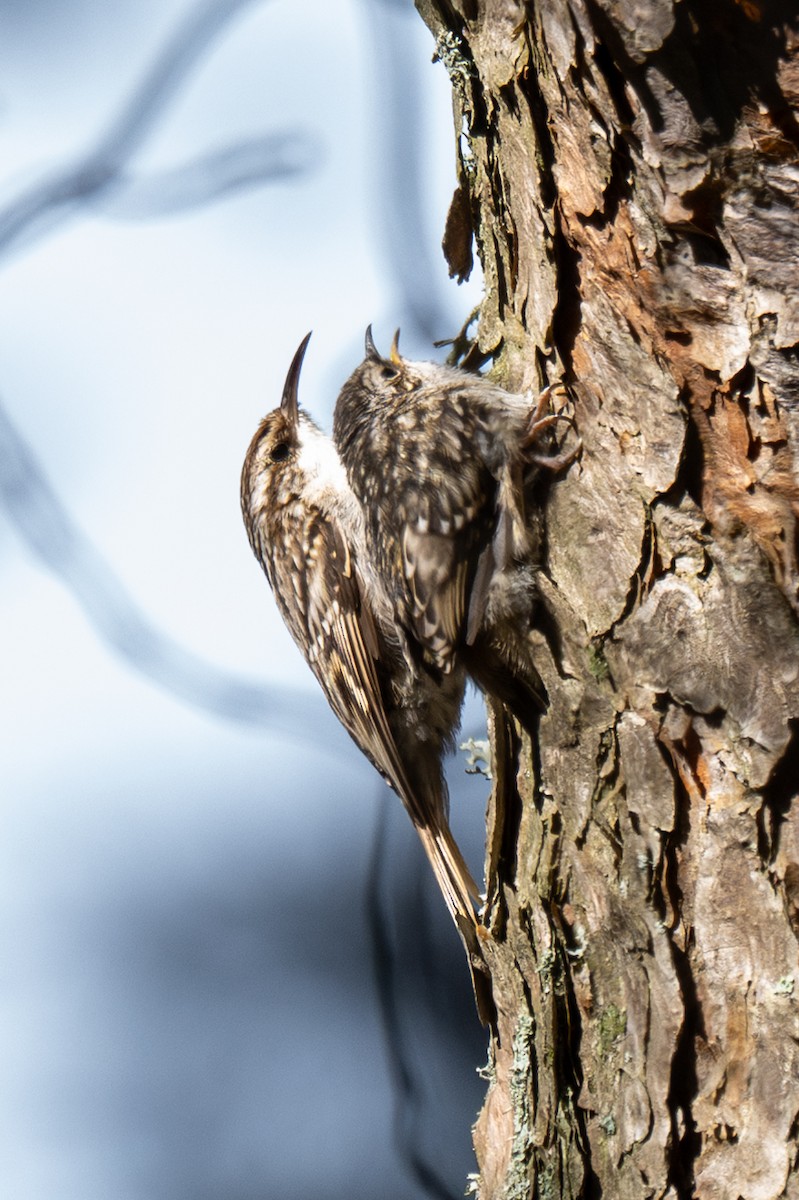 Short-toed Treecreeper - ML637313234