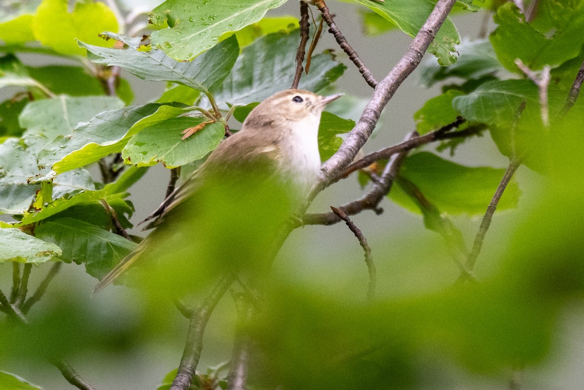 Western Bonelli's Warbler - ML637313244