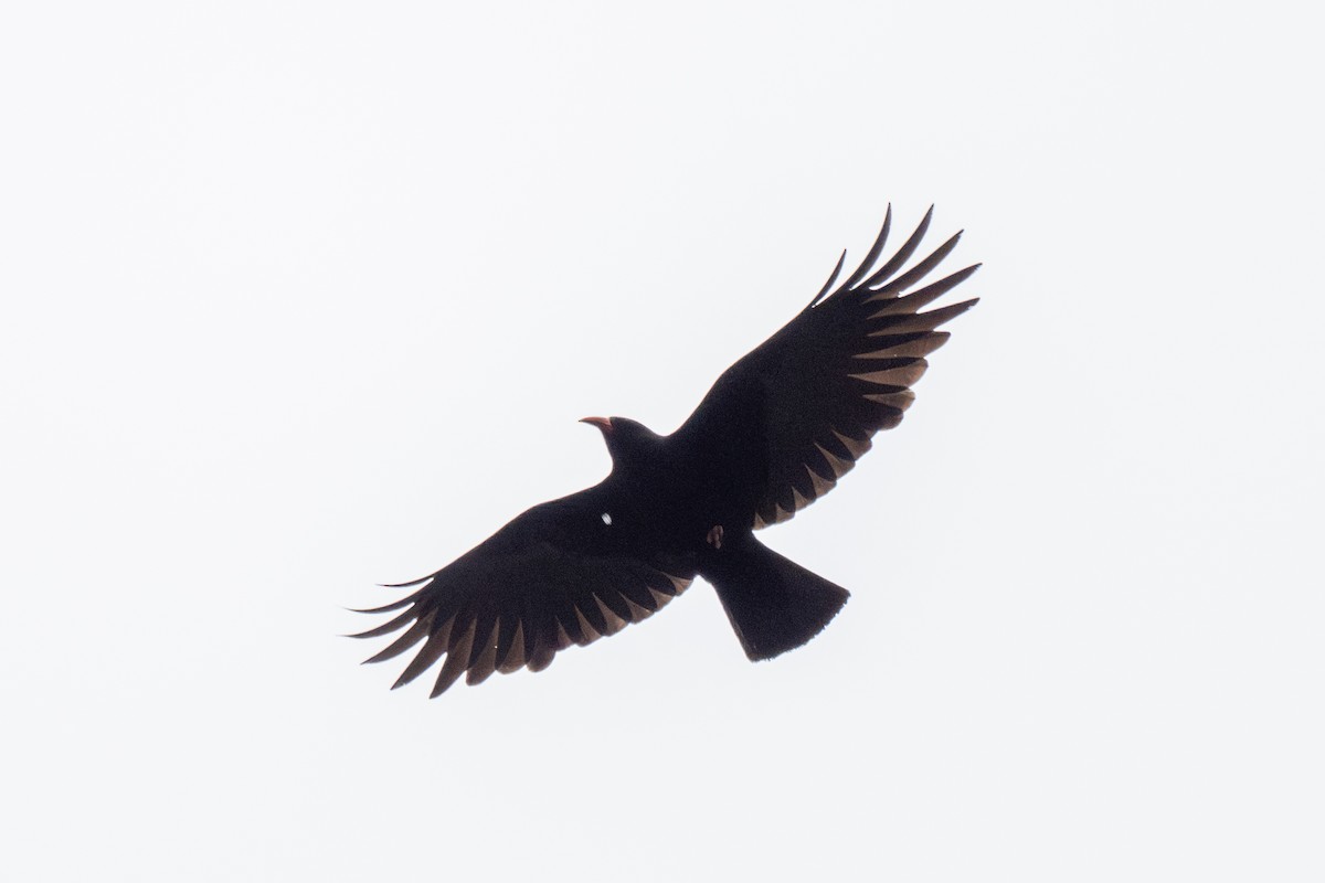 Red-billed Chough - ML637313254