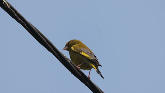 grønnfink - ML637313317