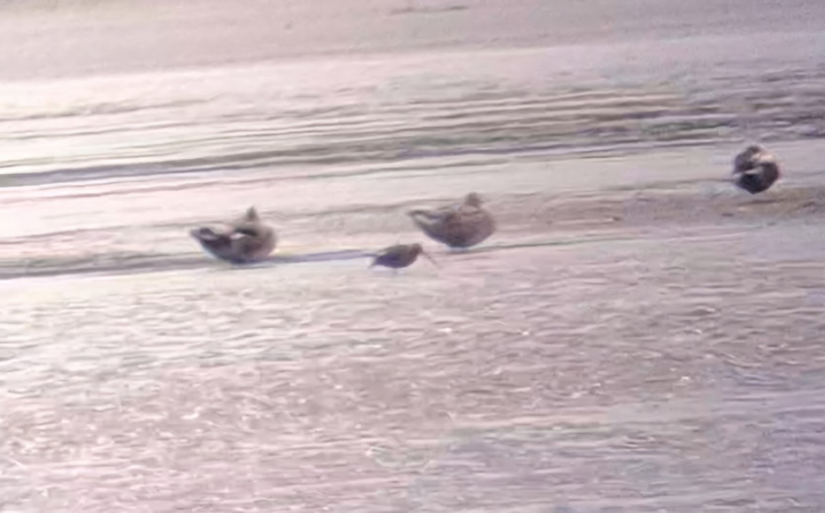 Long-billed Dowitcher - ML637313340