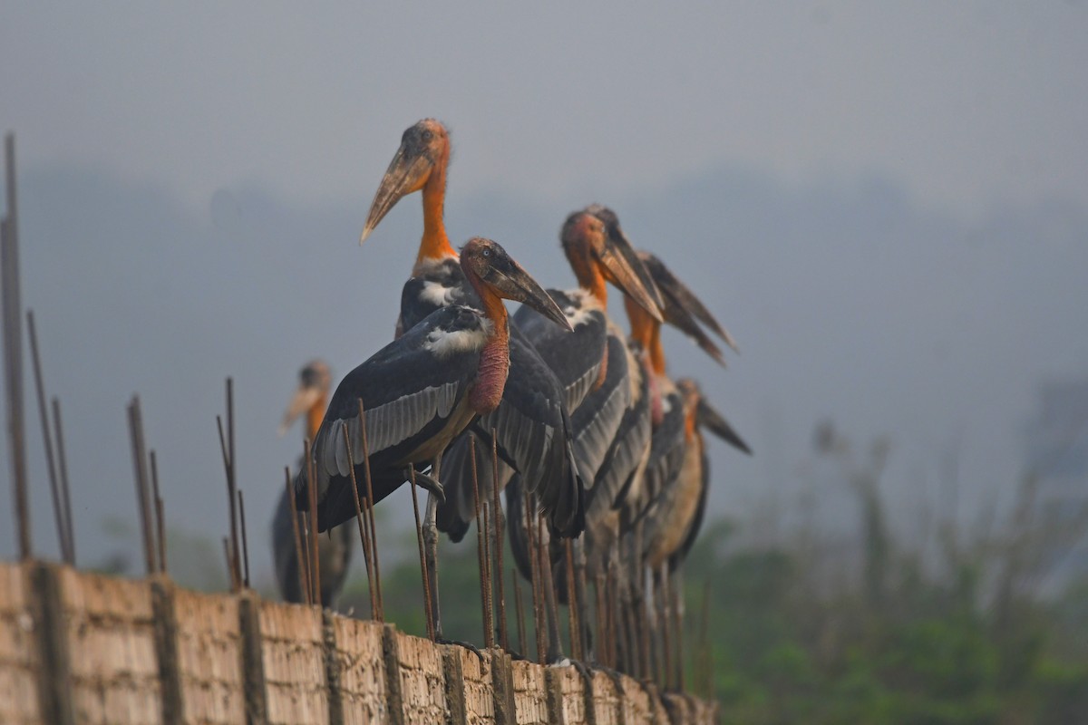 Greater Adjutant - ML637313352