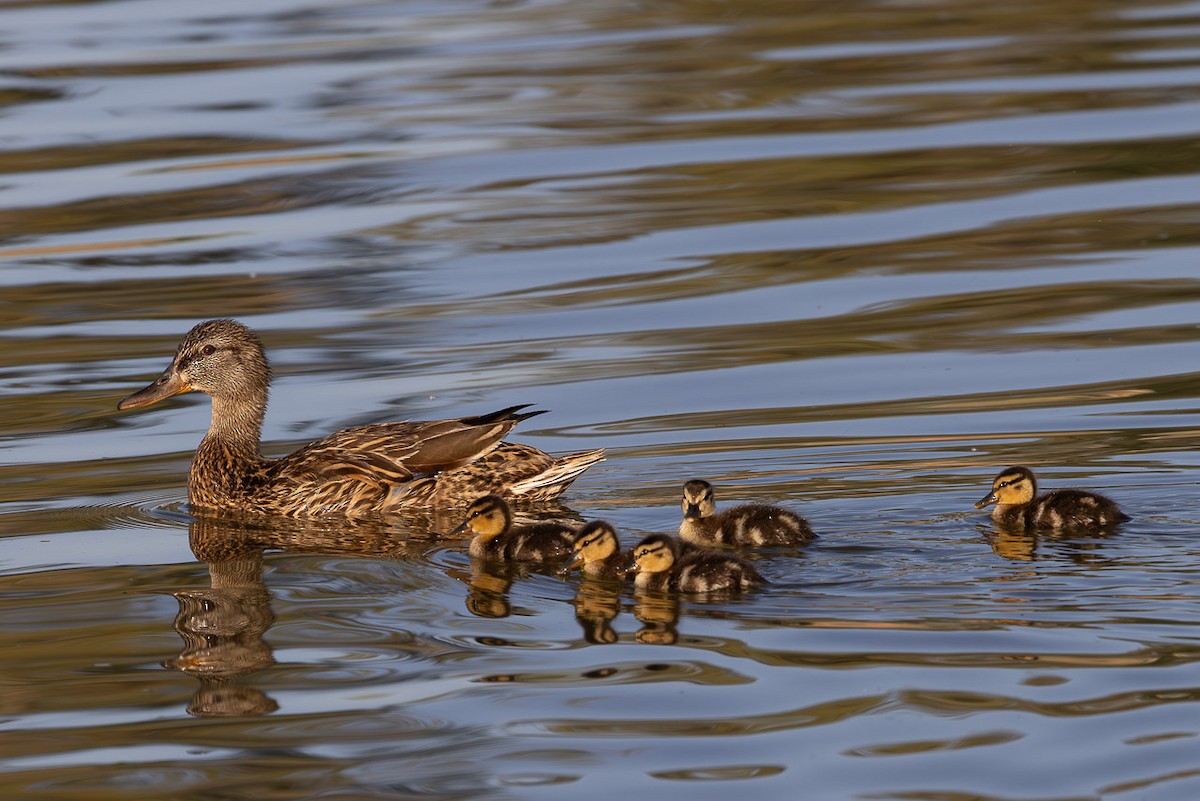 Mallard - ML637313385