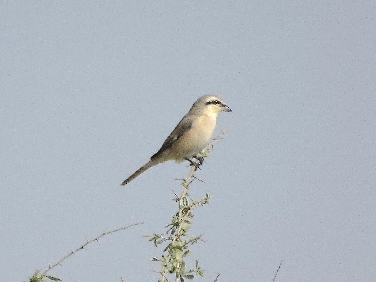 Isabelline Shrike - ML637313476