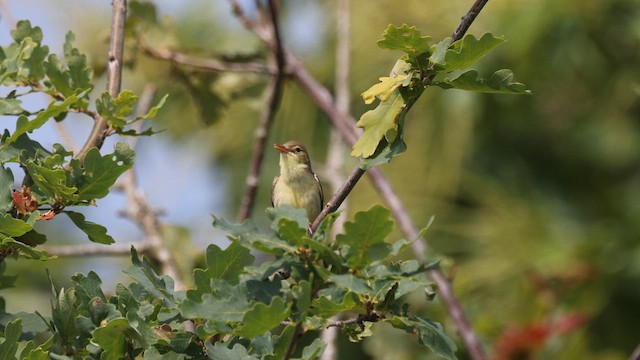 Melodious Warbler - ML637313487