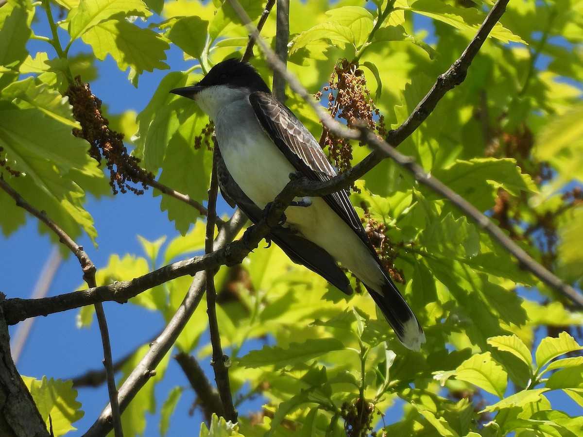 Eastern Kingbird - ML637313496