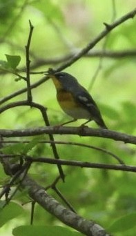 Northern Parula - ML637313497