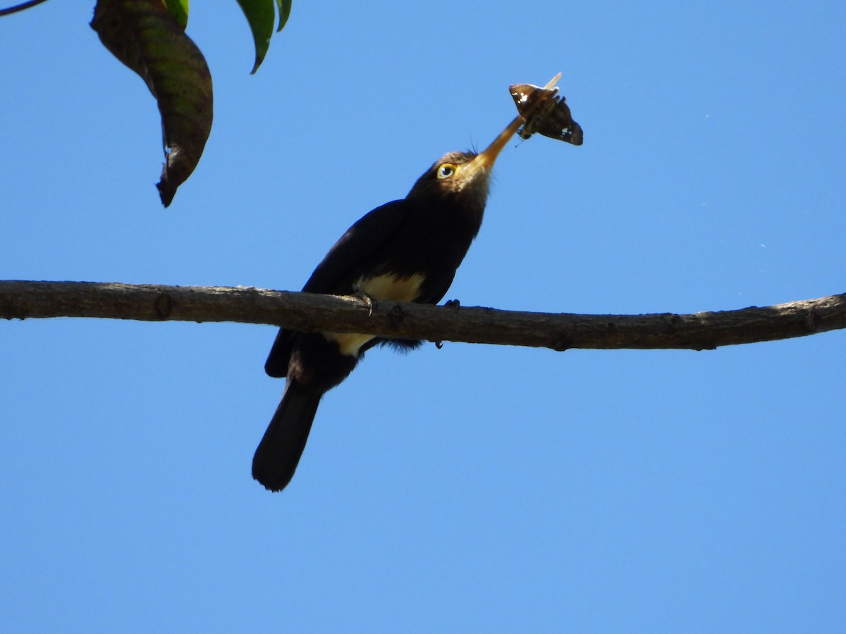 Brown Jacamar - ML637313530