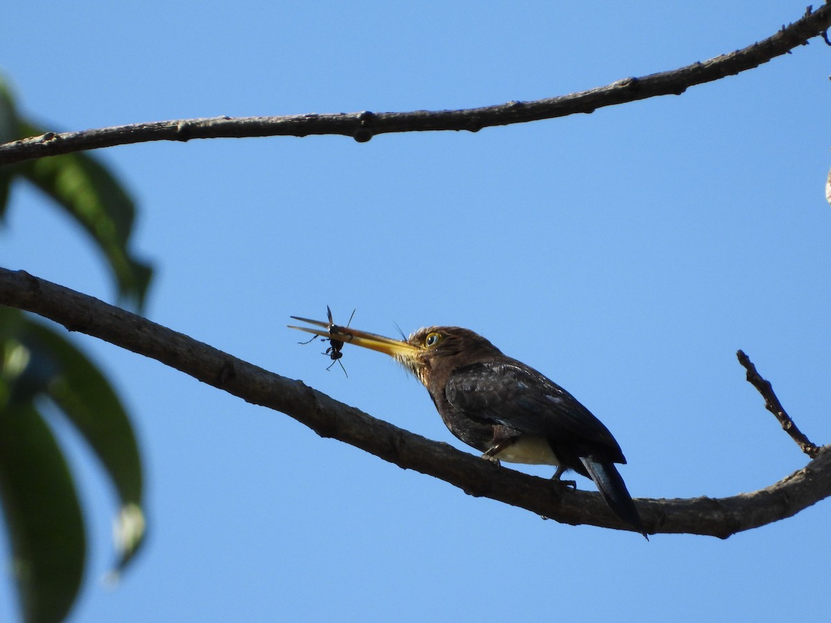 Brown Jacamar - ML637313532