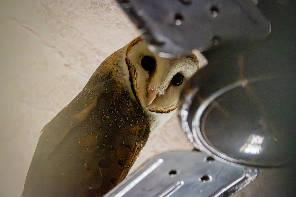 Eastern Barn Owl - ML637313567