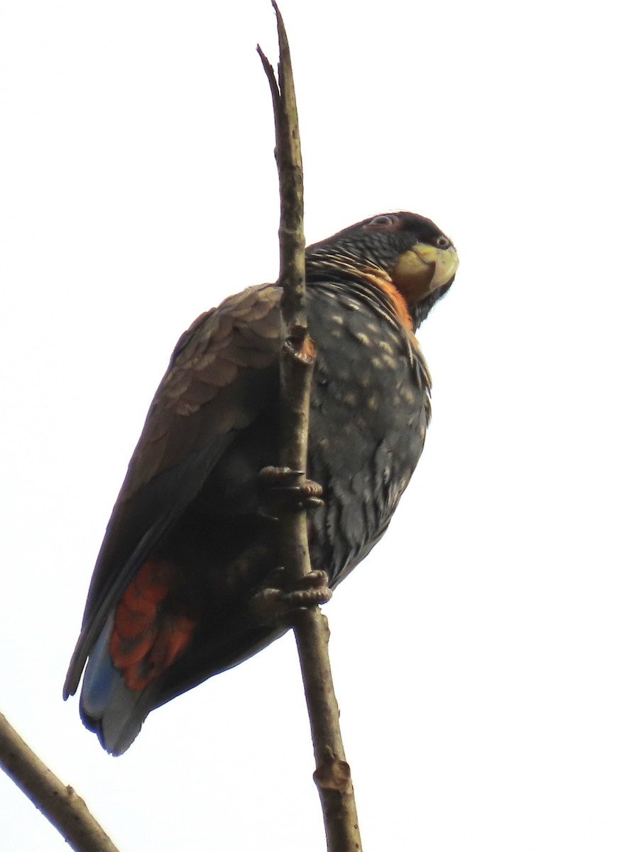 Bronze-winged Parrot - ML637313629