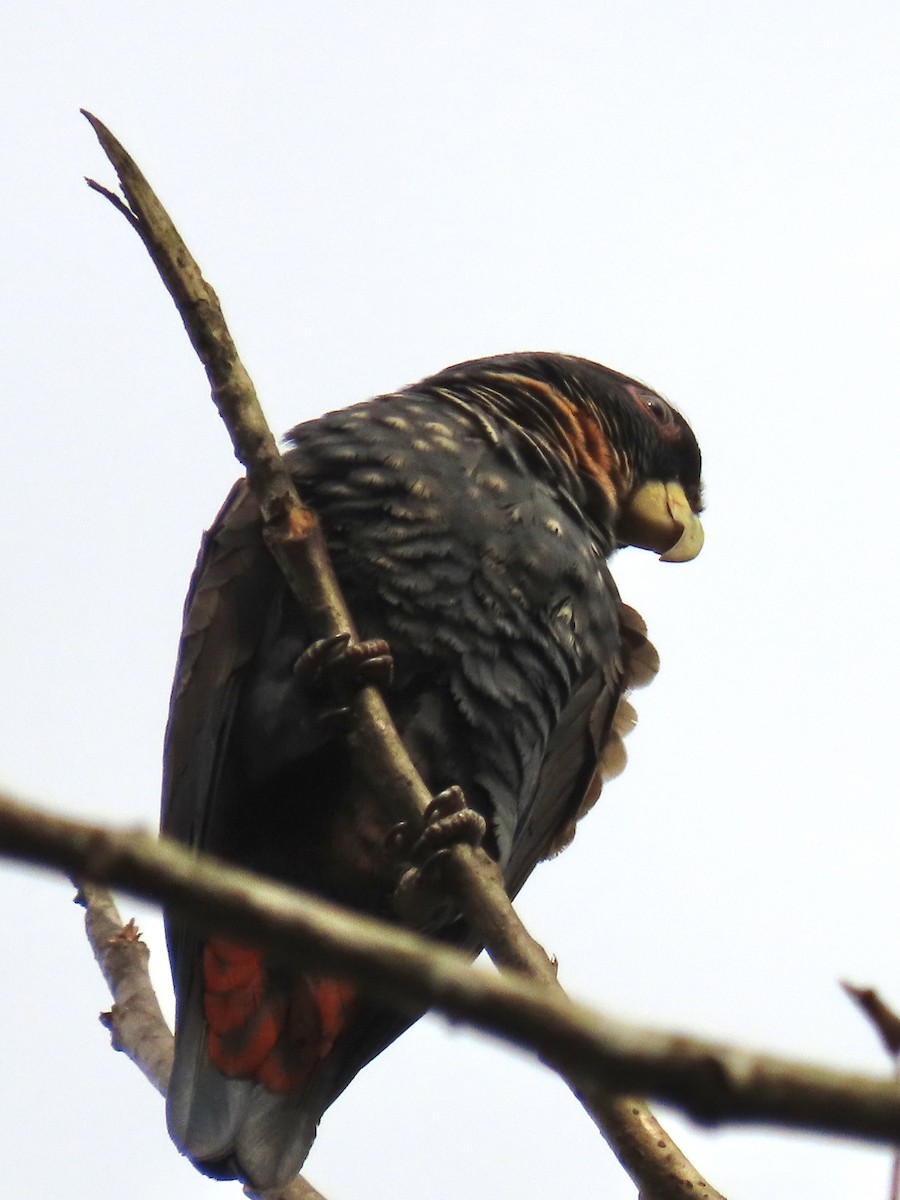 Bronze-winged Parrot - ML637313631