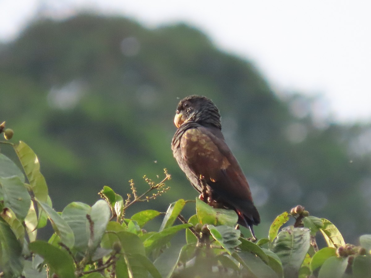 Bronze-winged Parrot - ML637313632