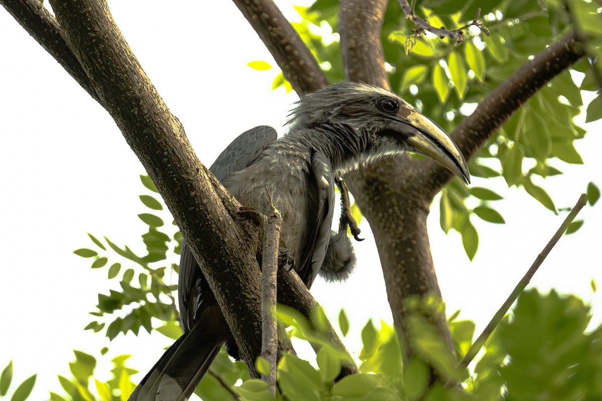 Malabar Gray Hornbill - ML637313645