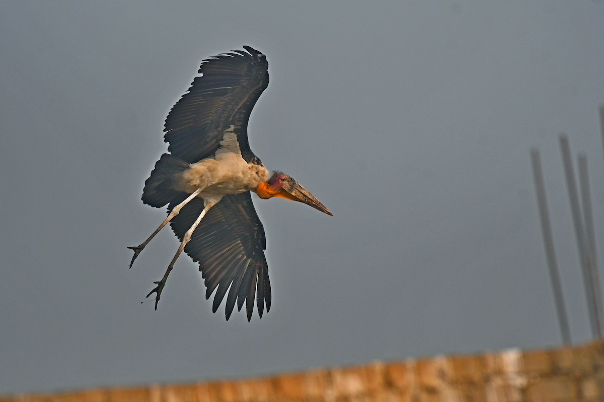 Greater Adjutant - ML637313813
