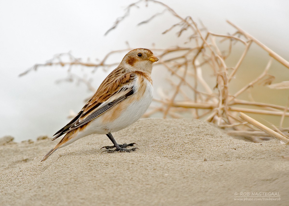 Snow Bunting - ML637313936