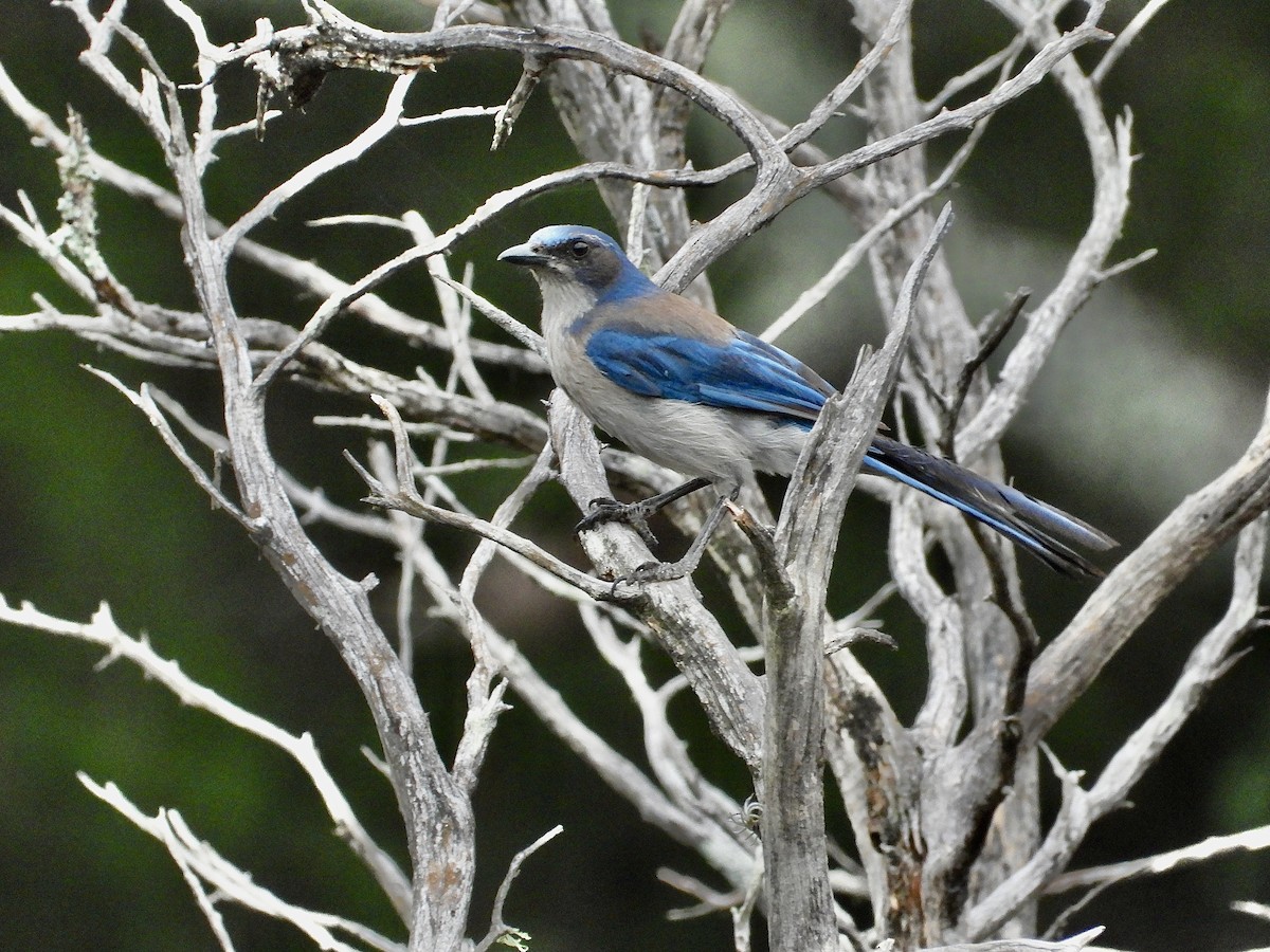 Woodhouse's Scrub-Jay (Woodhouse's) - ML637313963