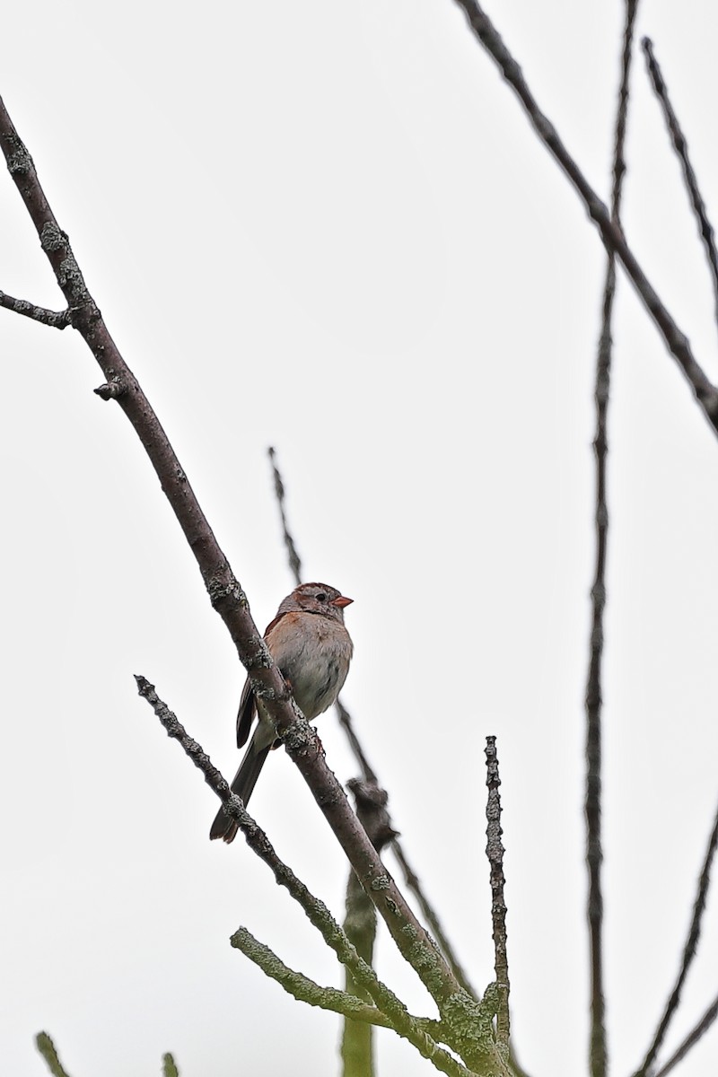 Field Sparrow - ML637313965