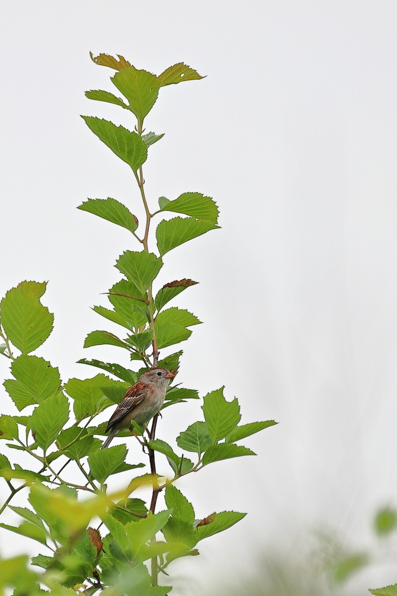 Field Sparrow - ML637313966