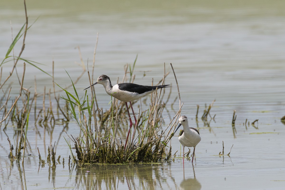 Black-winged Stilt - ML637313972