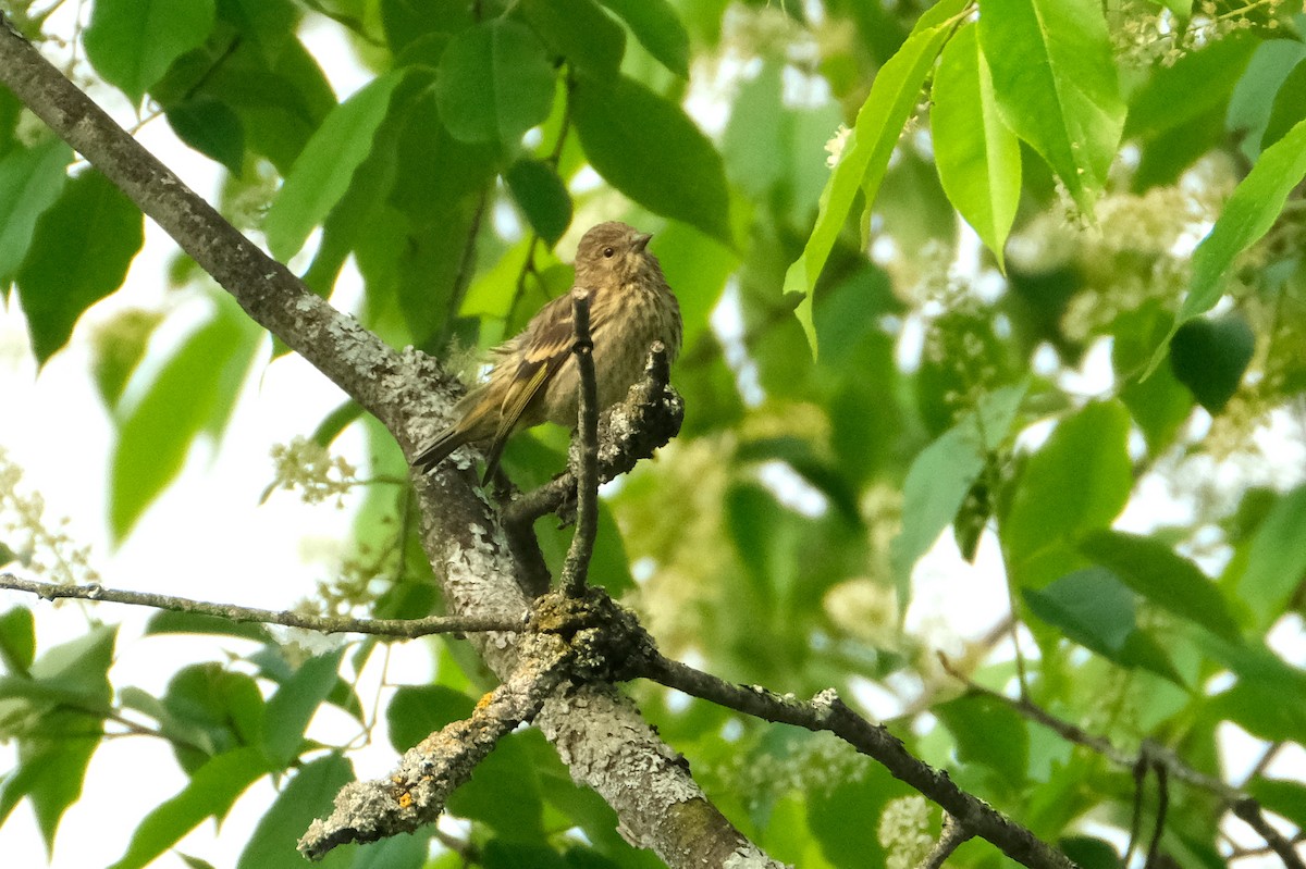 Pine Siskin - ML637313990