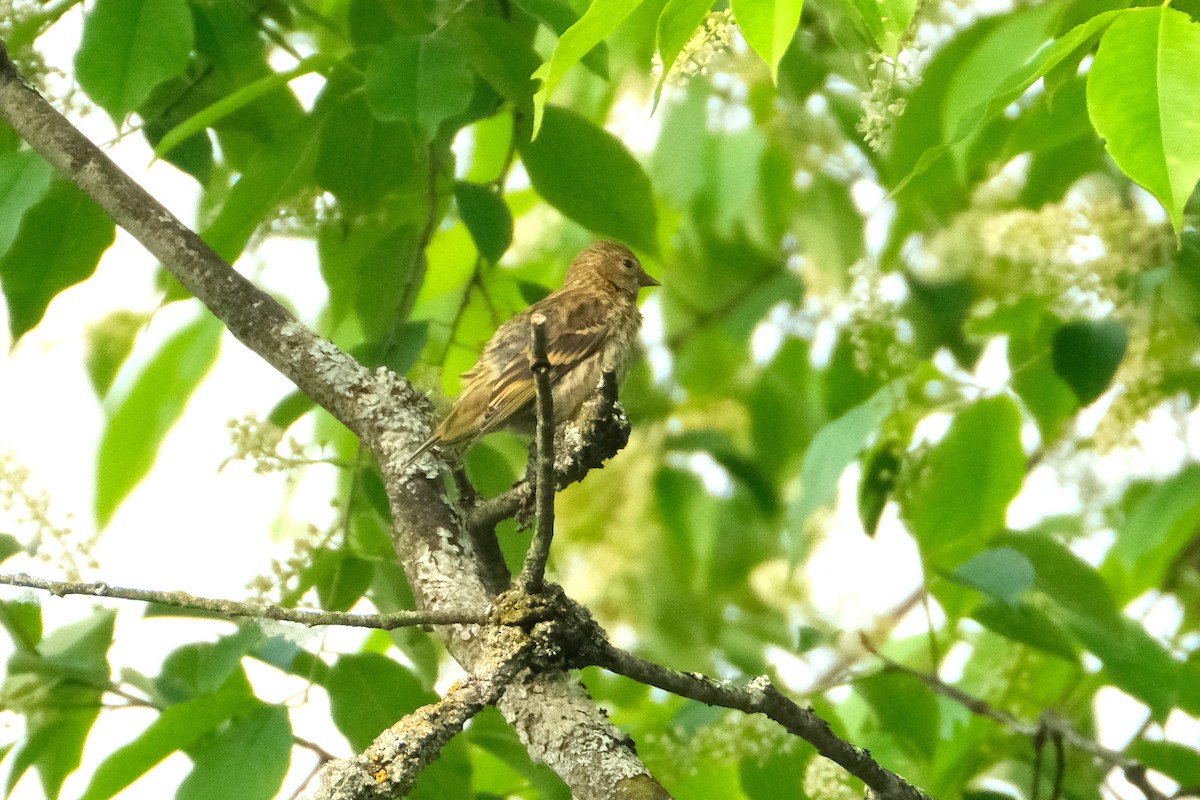 Pine Siskin - ML637313991