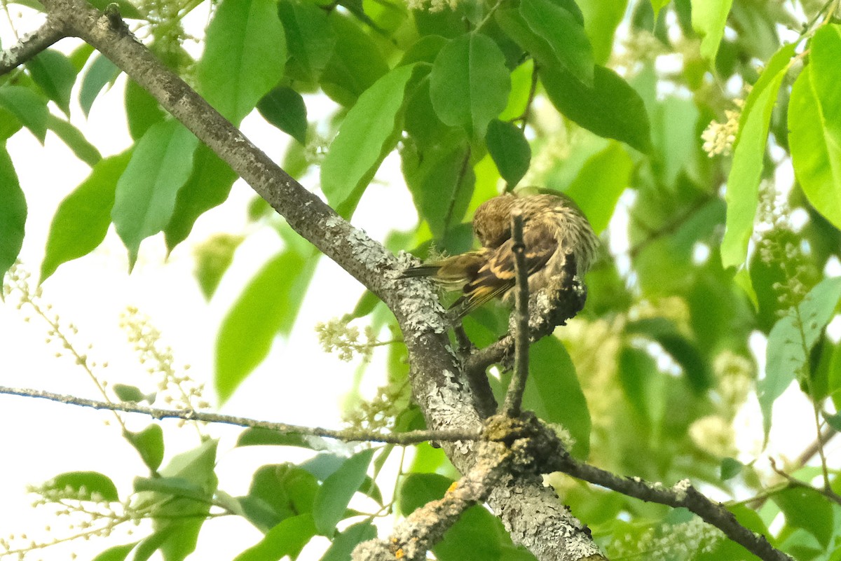 Pine Siskin - ML637313992