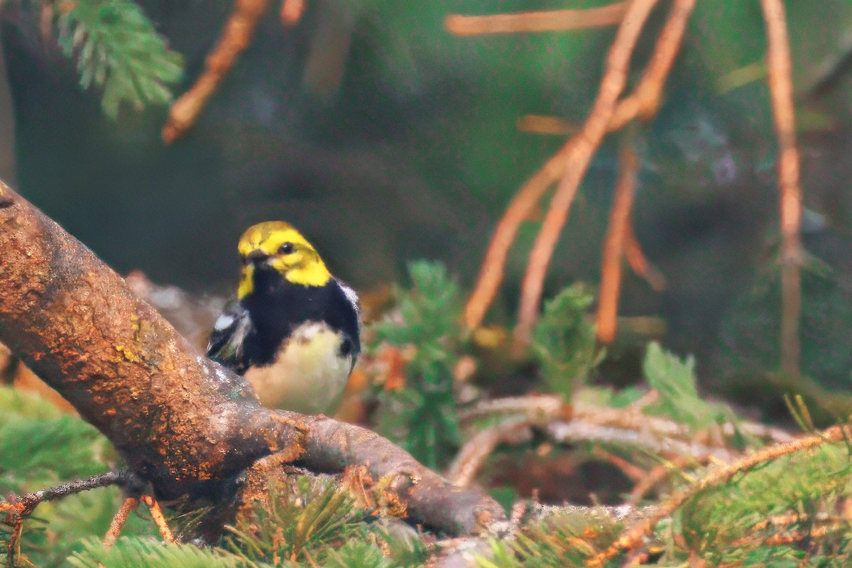 Black-throated Green Warbler - ML637313994