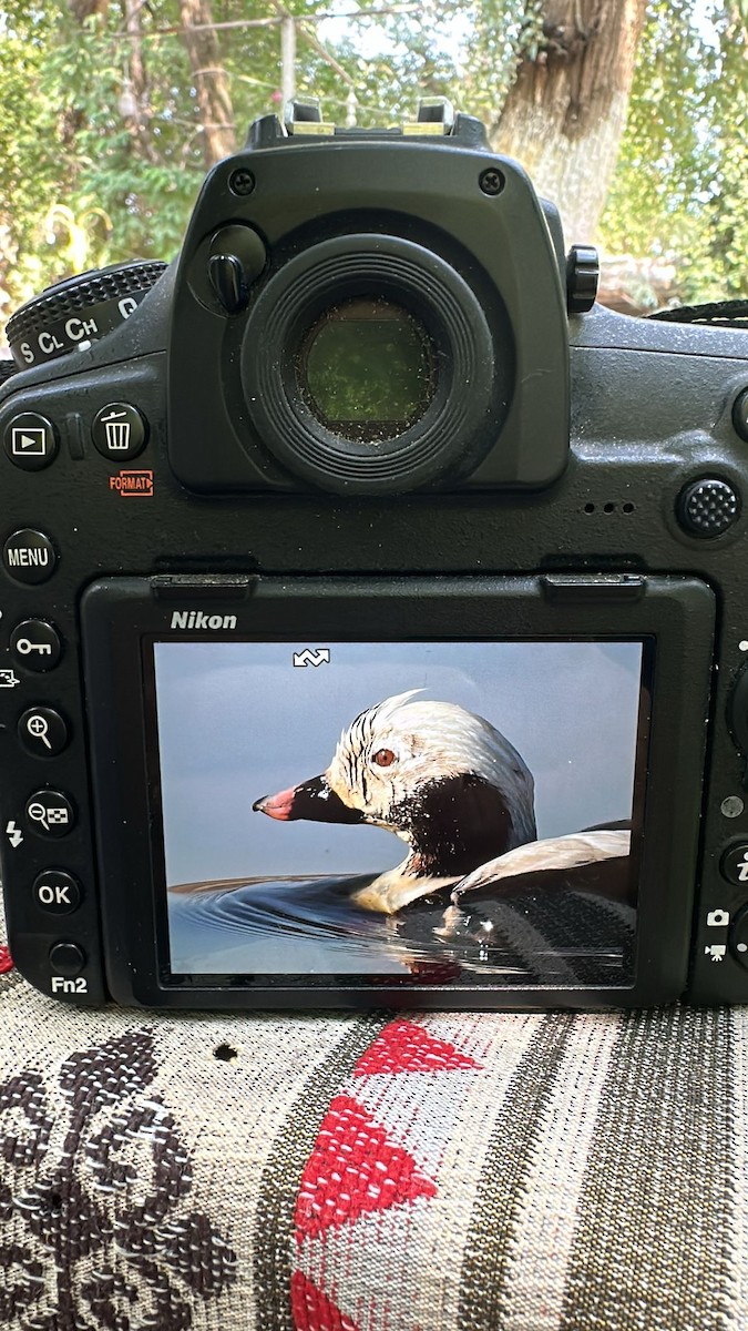 Long-tailed Duck - ML637314018