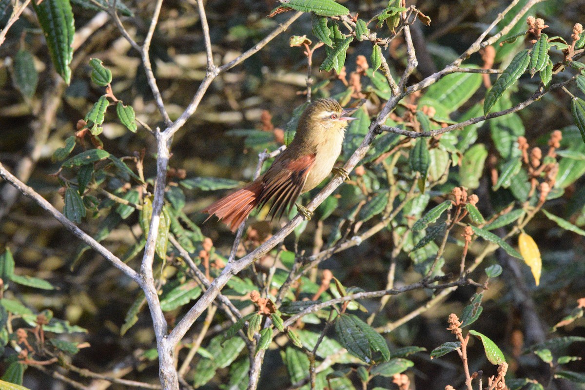 Olive Spinetail - ML637314023