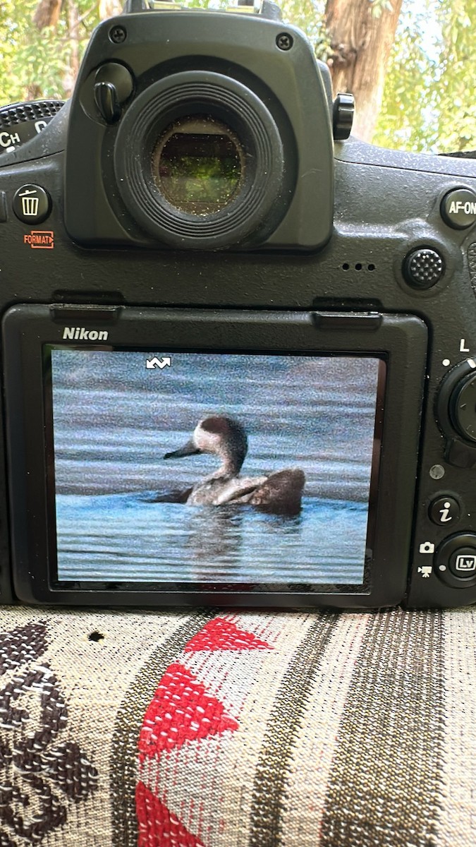 Marbled Duck - ML637314025