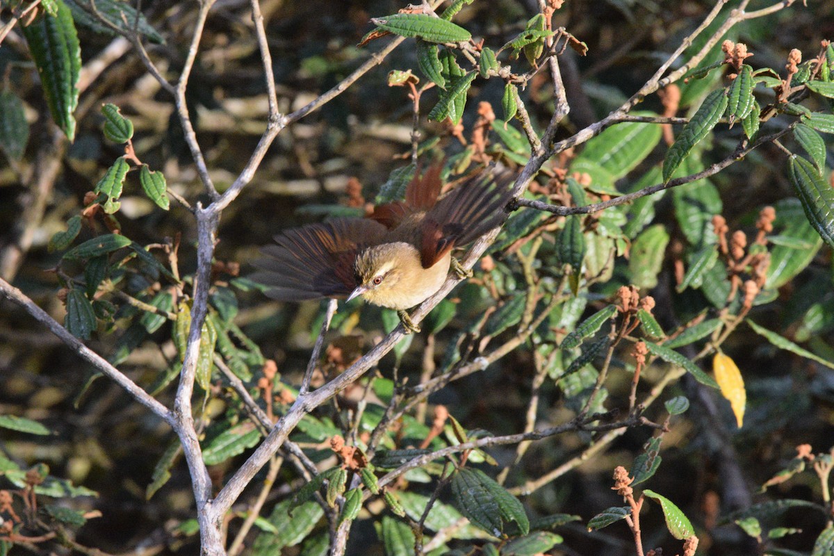 Olive Spinetail - ML637314051