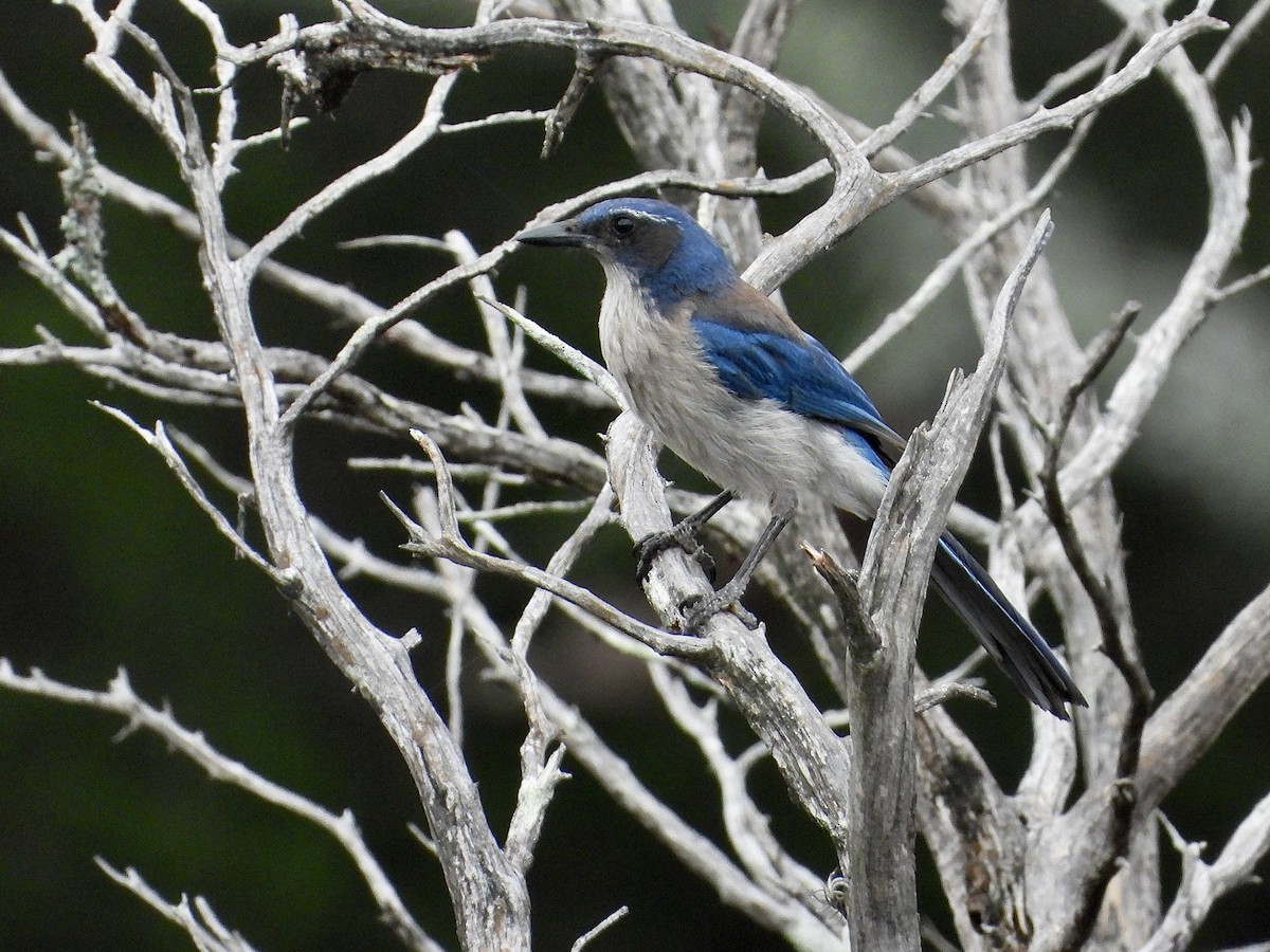 Woodhouse's Scrub-Jay (Woodhouse's) - ML637314087