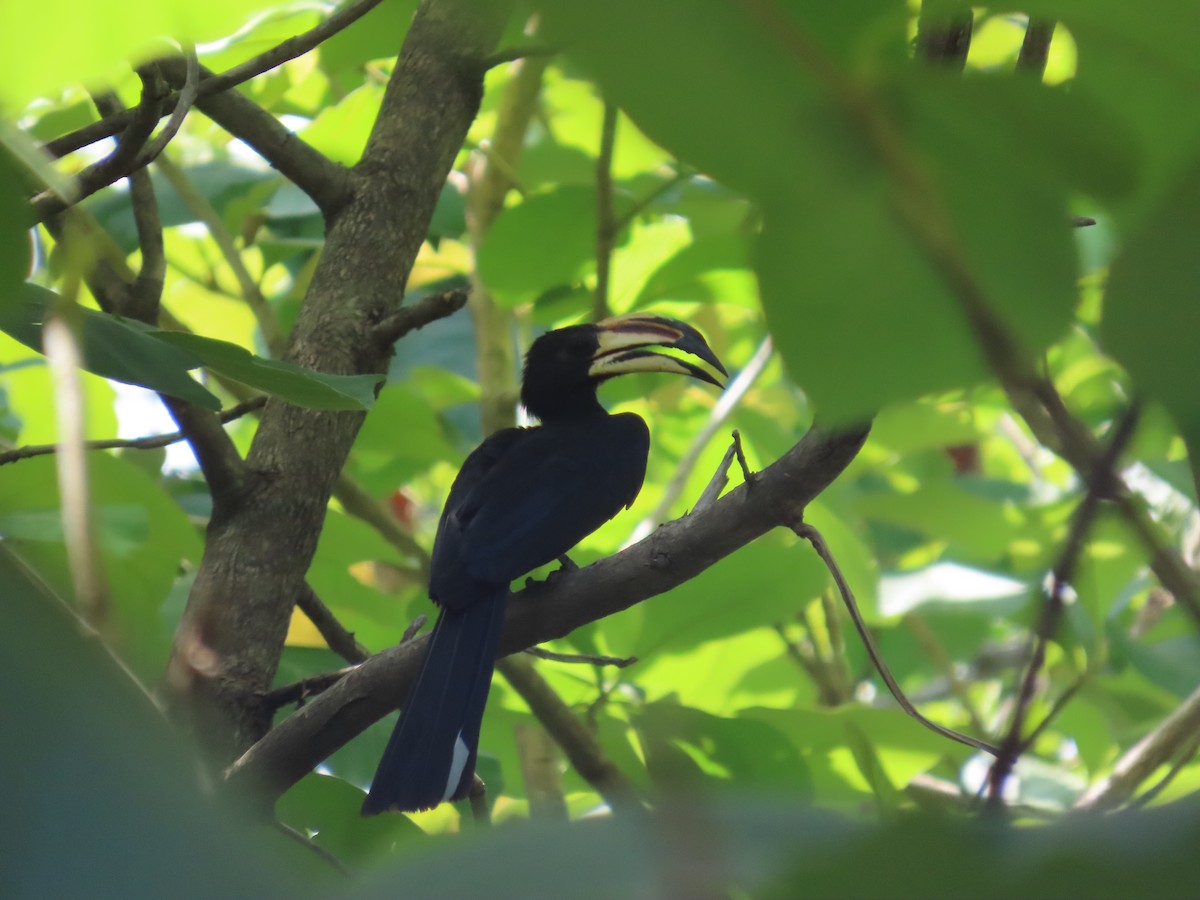 West African Pied Hornbill - ML637314111