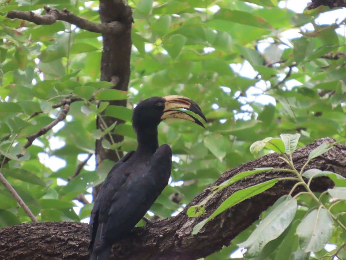 West African Pied Hornbill - ML637314114
