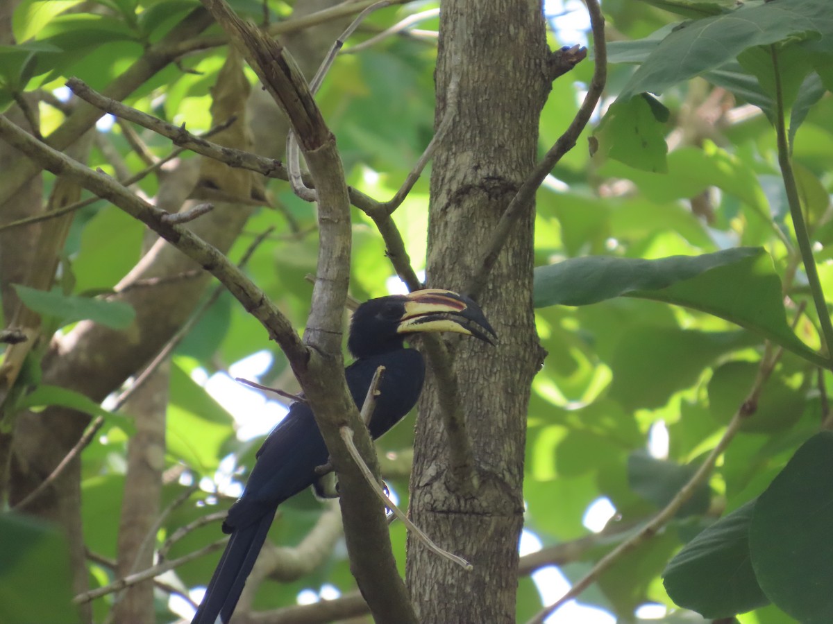West African Pied Hornbill - ML637314115