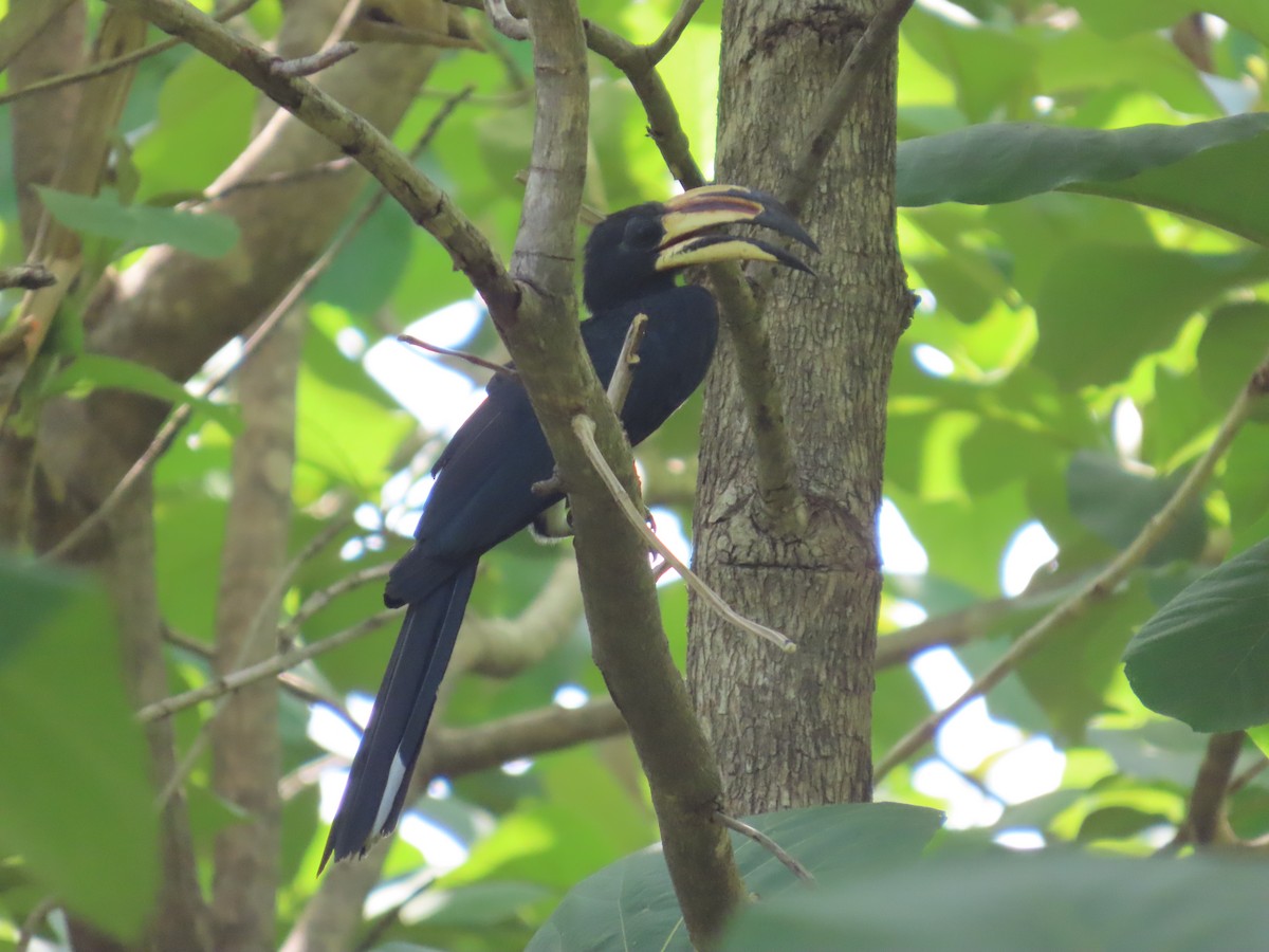 West African Pied Hornbill - ML637314116