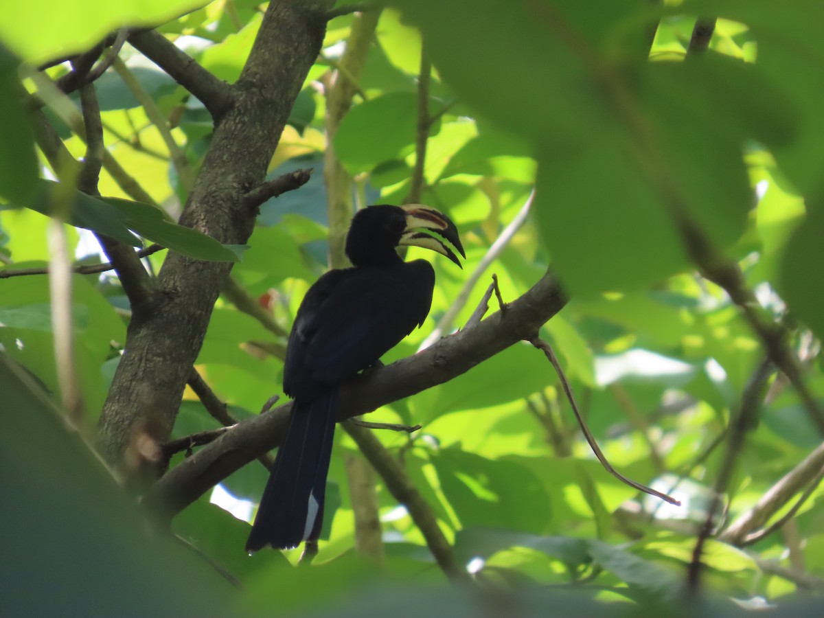 West African Pied Hornbill - ML637314117