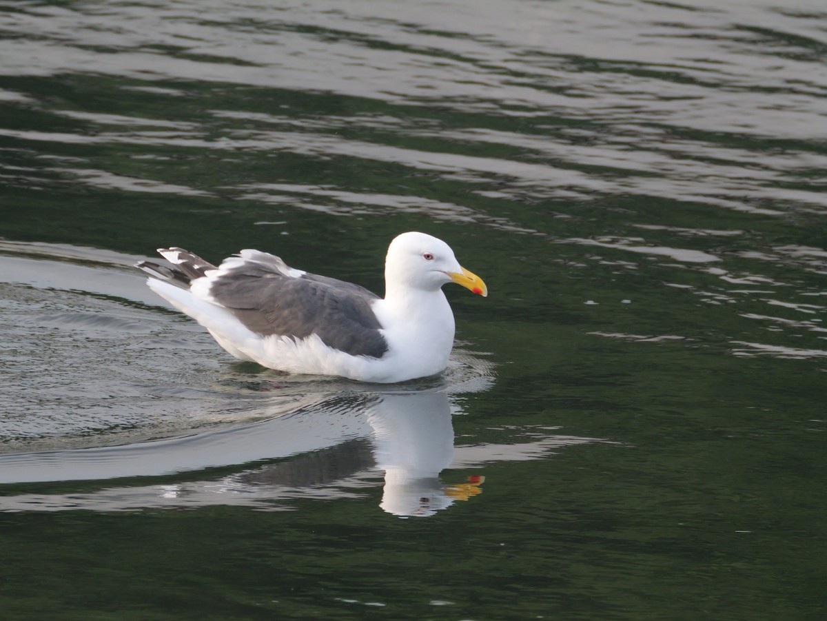 Slaty-backed Gull - ML637314170