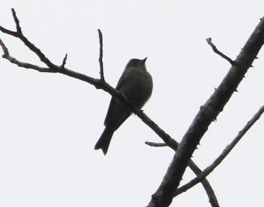 Southern Tropical Pewee - ML637314183