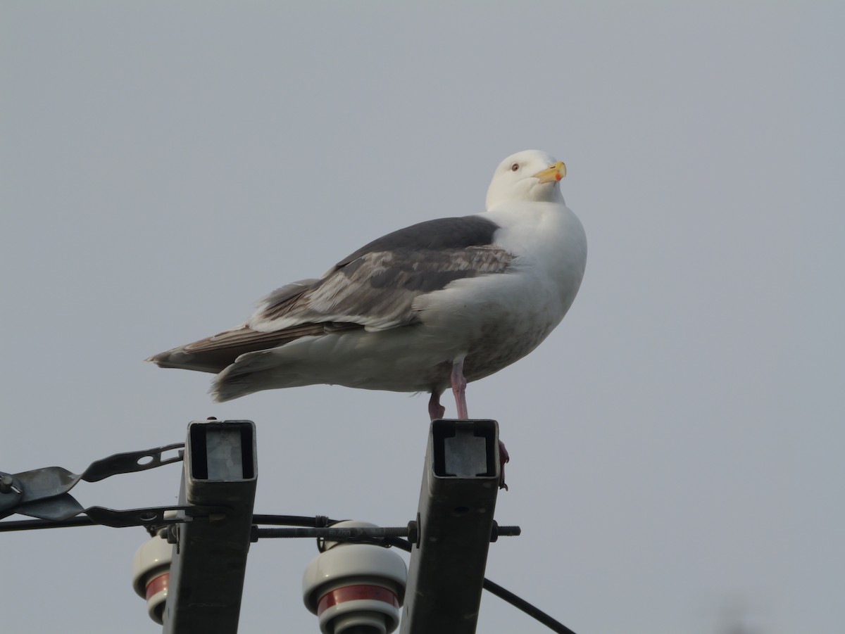 Slaty-backed Gull - ML637314199