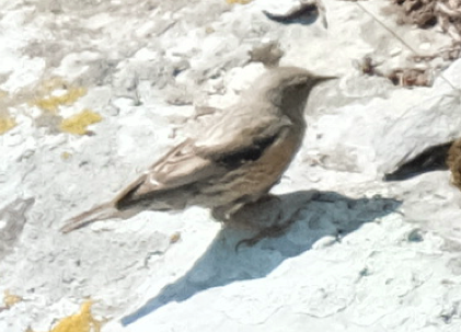 Alpine Accentor - ML637314222