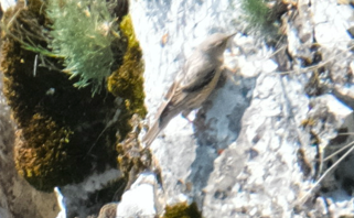 Alpine Accentor - ML637314223