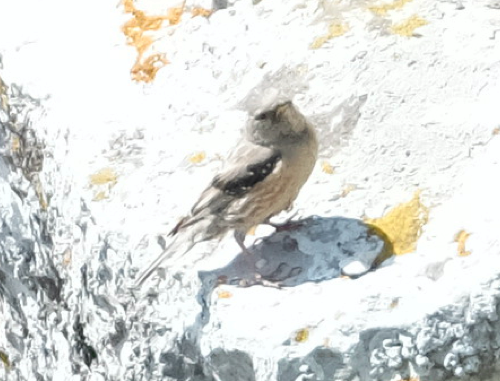 Alpine Accentor - ML637314224