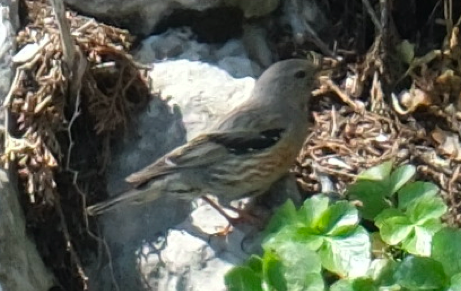 Alpine Accentor - ML637314225