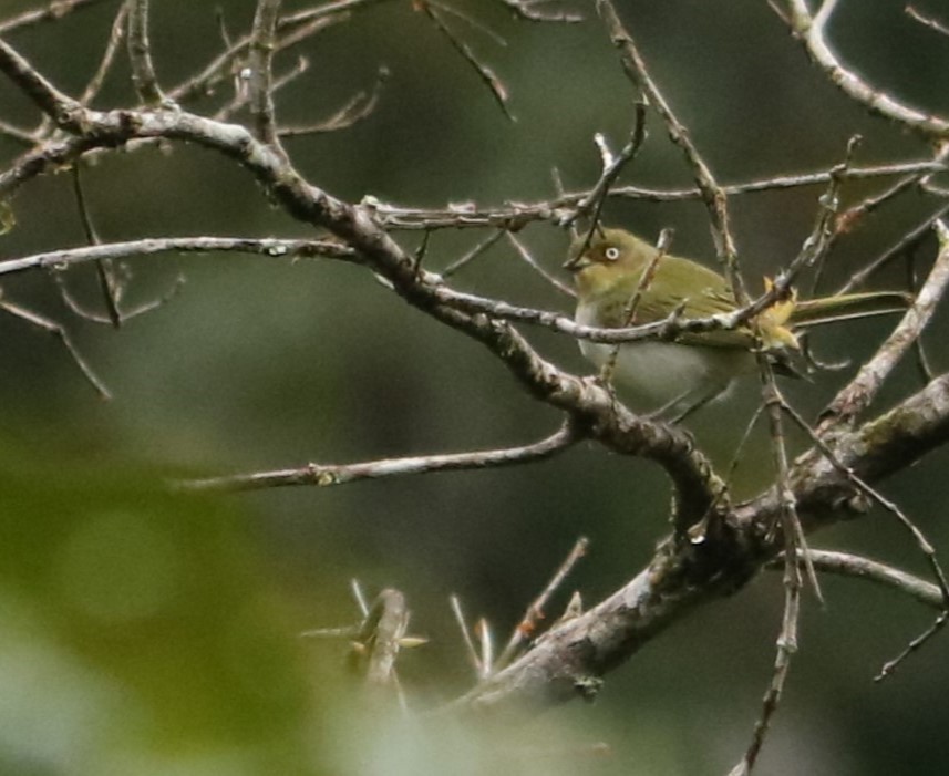 Bay-ringed Tyrannulet - ML637314319