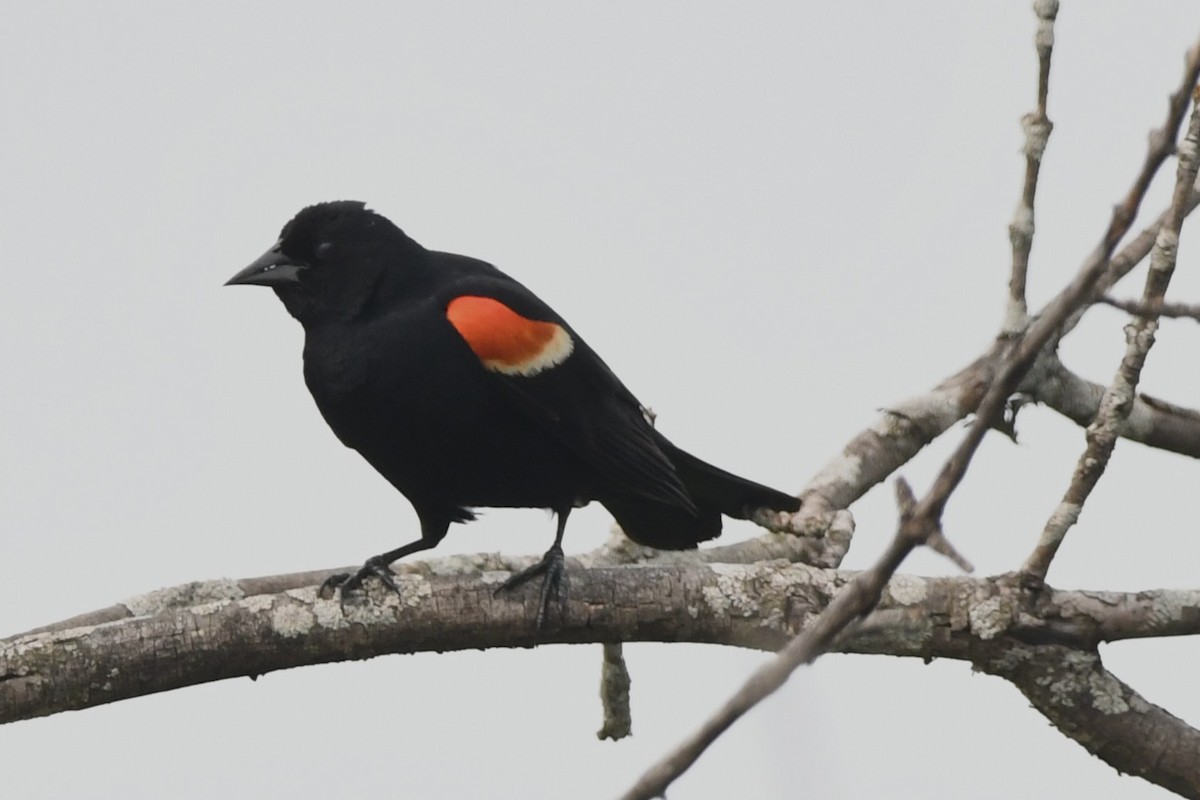 Red-winged Blackbird - ML637314355